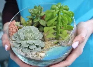 Мастер-класс по созданию мини-сада с суккулентами
