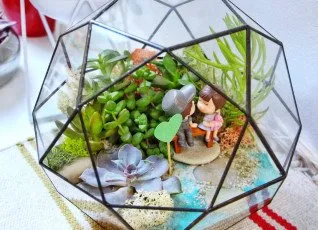 Мастер-класс для двоих Домашняя оранжерея