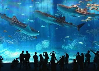 Посещение Океанариума