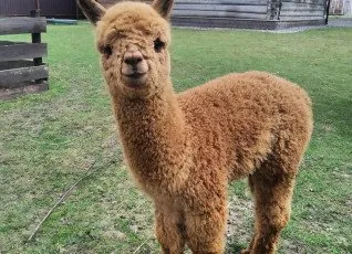 Экскурсия В гости к альпакам