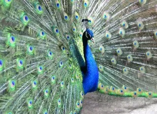 Экскурсия по Экзотик ферме