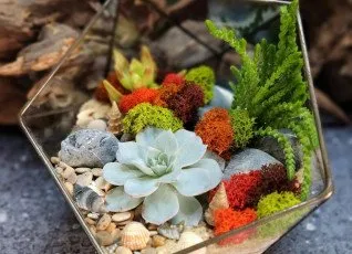 Мастер класс Флорариум с суккулентами