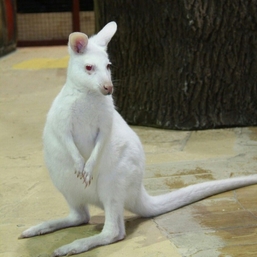 Контактный зоопарк Белый кенгуру