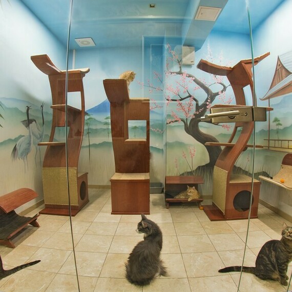 Подарочный сертификат на Театр кошек Куклачева в Москве