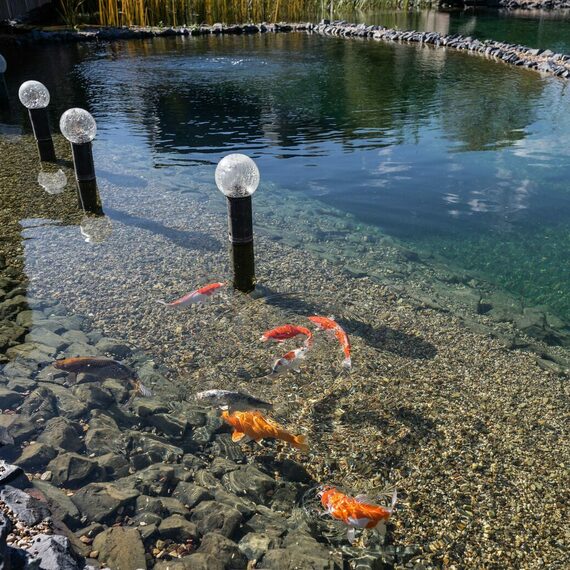 Красивая пруд с золотыми рыбками и шарами у воды в солнечный день. Фото 10