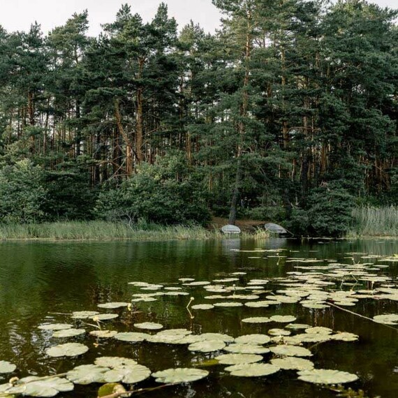 Спокойное озеро с кувшинками и лесом на берегу в солнечный день. Фото 27