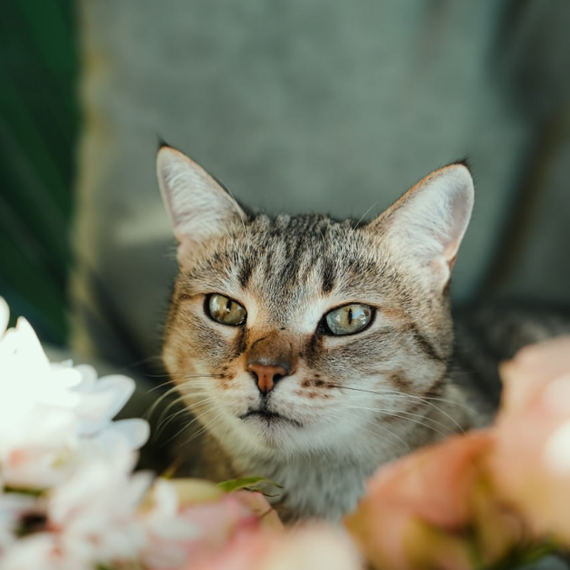 Посещение Котокафе. Фото 5