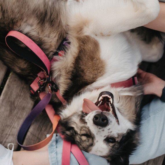 Фотосессия с питомцем - изображение 3