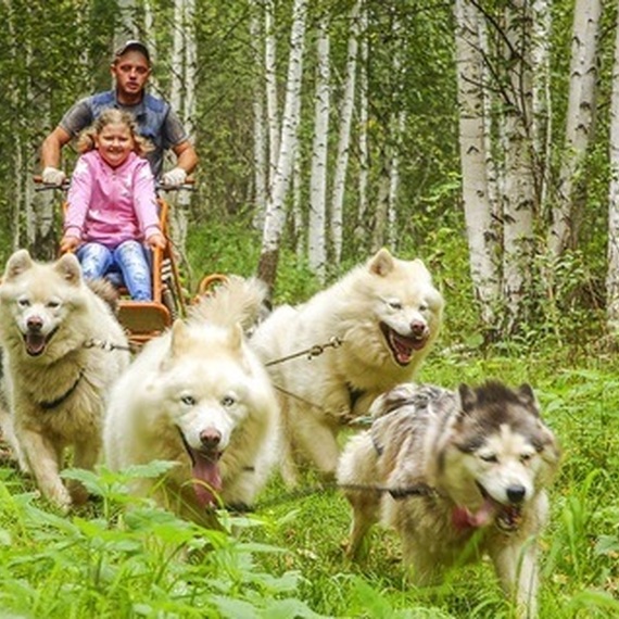 Сани с детьми и хаски в лесу на прогулке в солнечный день. Фото 9