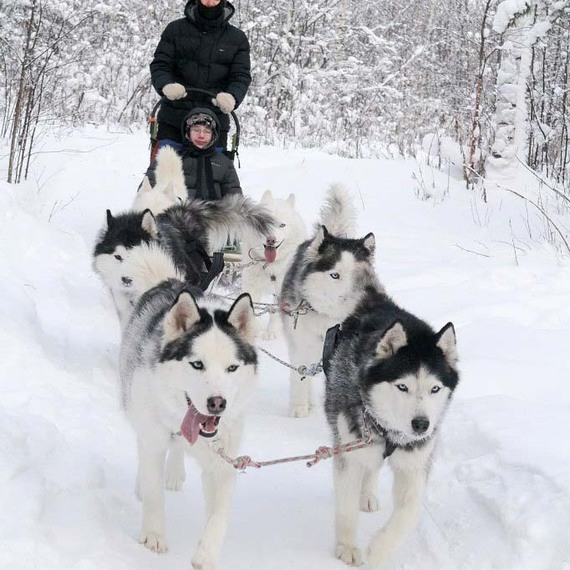 Прогулка на собачьих упряжках по snowy лесу в зимний день с детьми и хаски. Фото 16