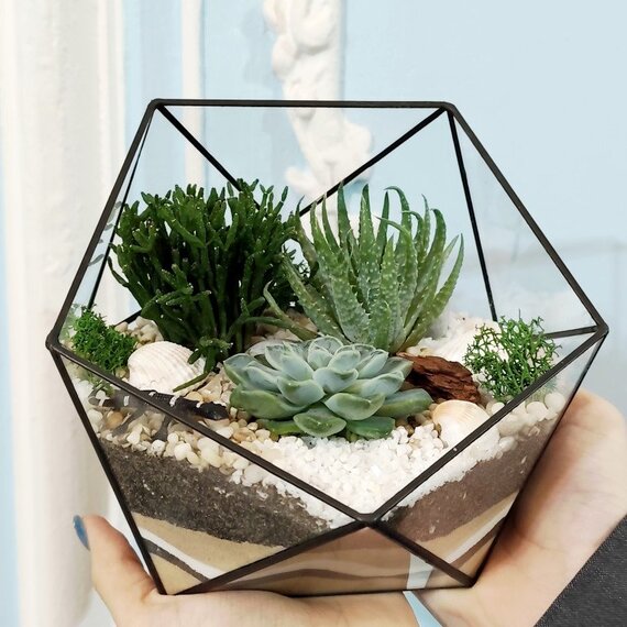 Суккуленты в геометрическом террариуме на фоне стен в светлых тонах Суккуленты в геометрическом террариуме на фоне стен в светлых тонах