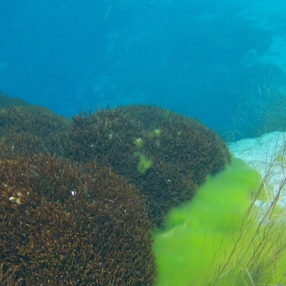 Подводный мир море, обрастает водорослями, на мелководье в ясный день на побережье. Фото 5