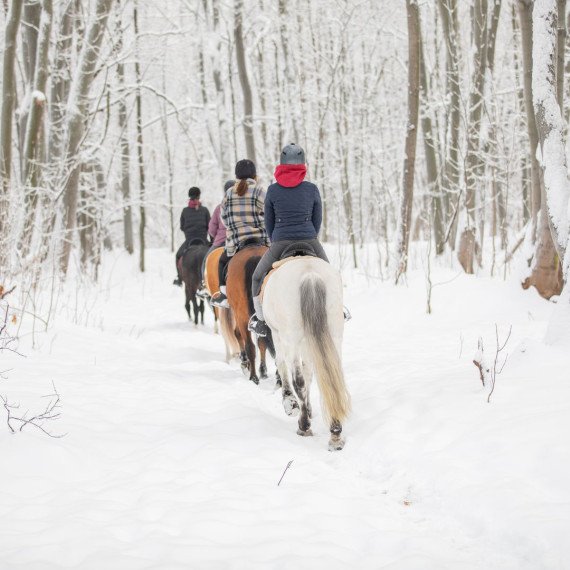 Поездка на лошадях по лесу в зимнее время с друзьями