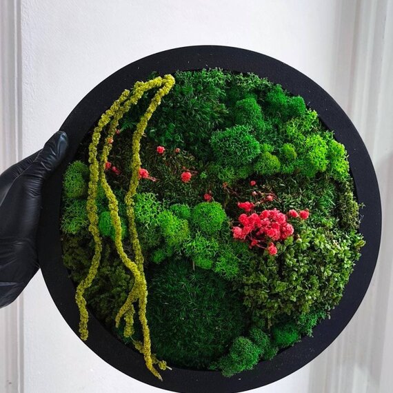 Декоративная композиция из мха и зелени в черной рамке на белом фоне Декоративная композиция из мха и зелени в черной рамке на белом фоне