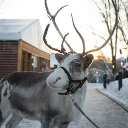 Городская ферма на ВДНХ