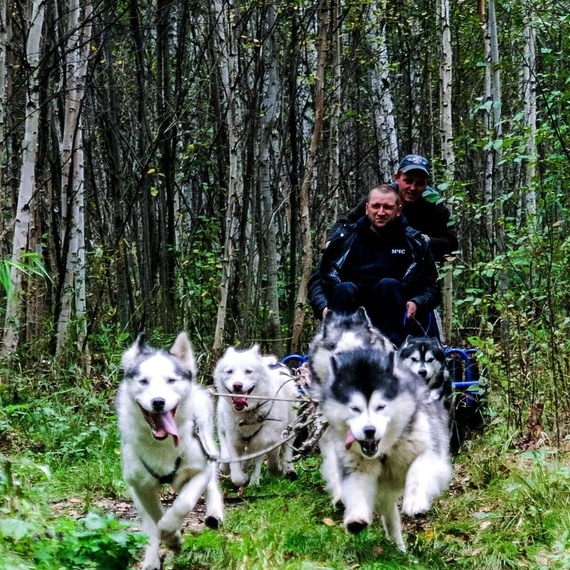 Собака хаски ведет упряжку в лесу осенью, двигаясь по тропинке среди деревьев. Фото 13