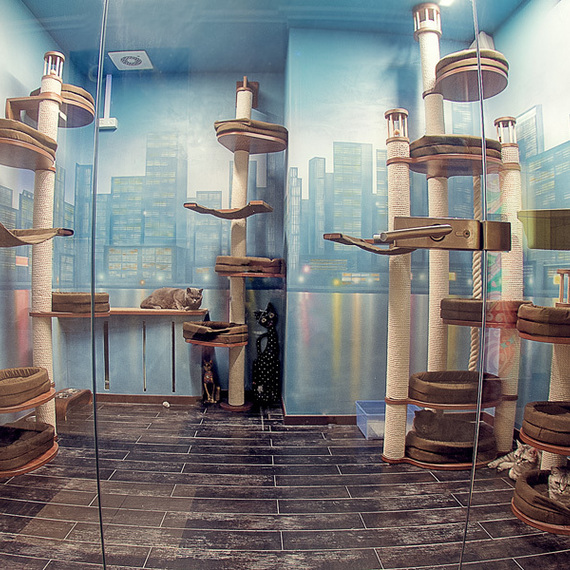 Подарочный сертификат на Театр кошек Куклачева в Москве