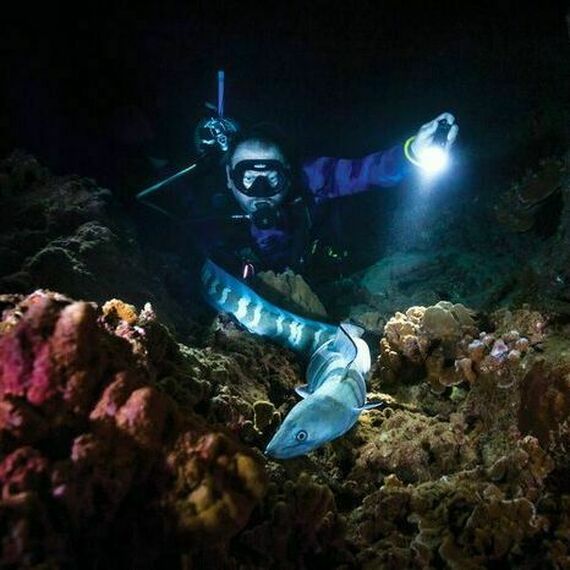 Подводное исследование морского дна с аквалангистом и угрём в тёмной лагуне во время ночного дайвинга. Фото 9