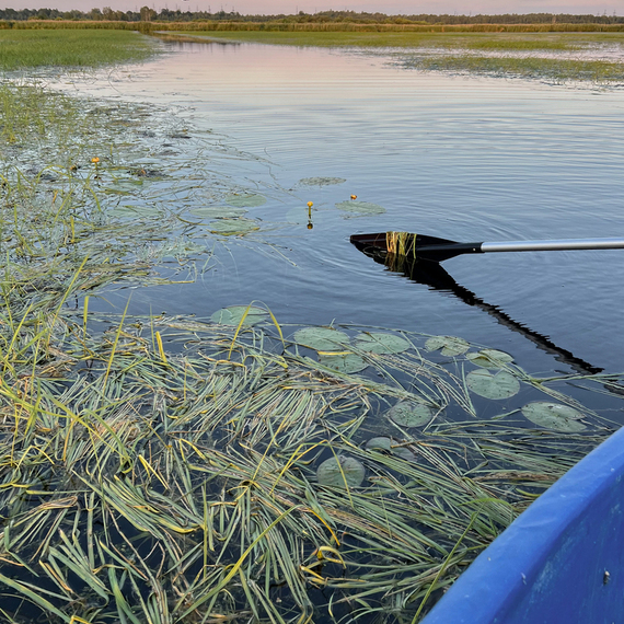 Корабли на спокойной воде исследуют заросли водных растений в вечерний час на озере. Фото 27