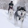 Зимняя прогулка на снегоходах с хаски в снежном лесу, человек и собаки наслаждаются морозной атмосферой - превью 1