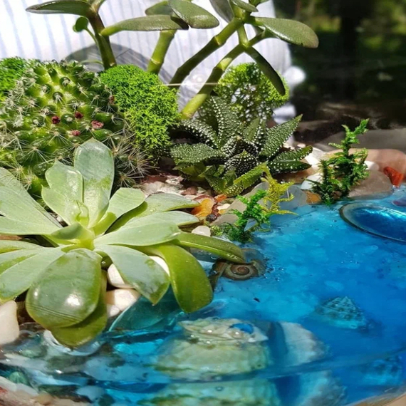 Красивая композиция из суккулентов и растений в миниатюрном саду с яркой водой и камнями на солнечном свету. Фото 6