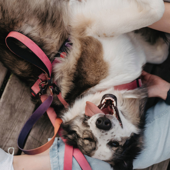 Фотосессия с питомцем - изображение 3