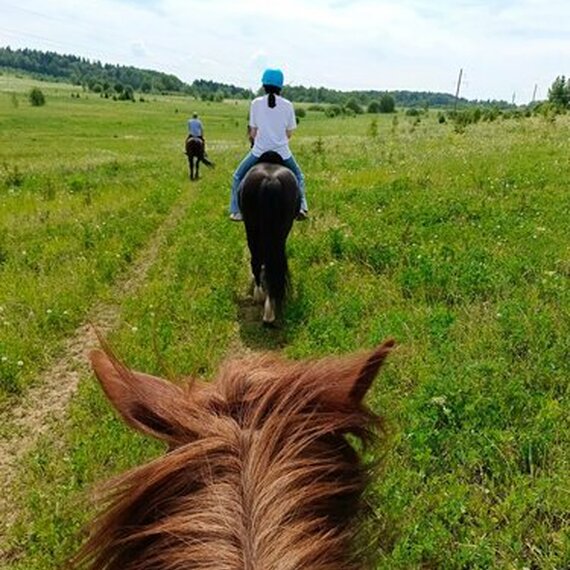 Прогулка на лошадях по зеленым полям на фоне природы в ясный день. Фото 7