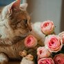 Посещение Котокафе - превью 1