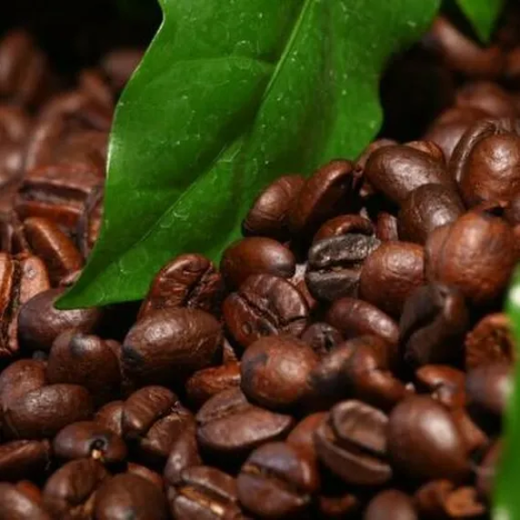Кофейные зерна и зеленые листья на фоне. Главное фото Кофейные зерна и зеленые листья на фоне. Главное фото
