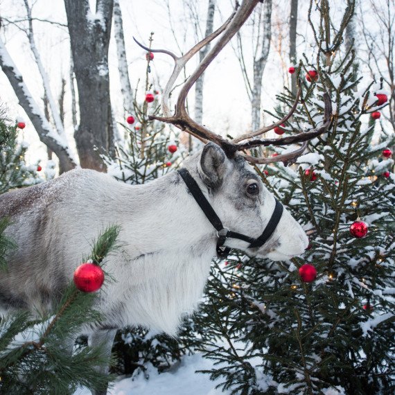 Олень между рождественскими ёлками в зимнем лесу с красными шарами. Главное фото