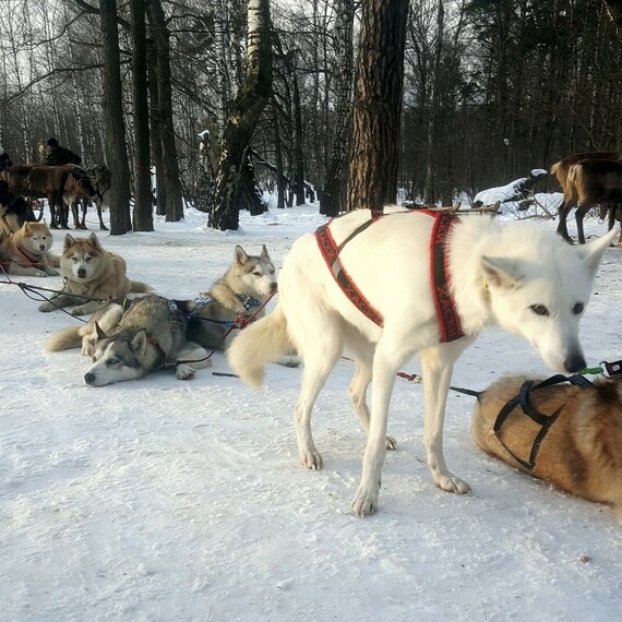 На зимней прогулке по заснеженному лесу собаки породы хаски и белый северный лабрадор наслаждаются свежим воздухом. Фото 9