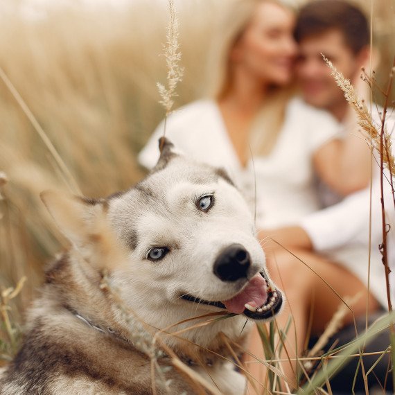 Аренда хаски для фотосессии - изображение 1