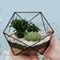 Красивый сад в стеклянном контейнере с суккулентами и растениями - превью 6