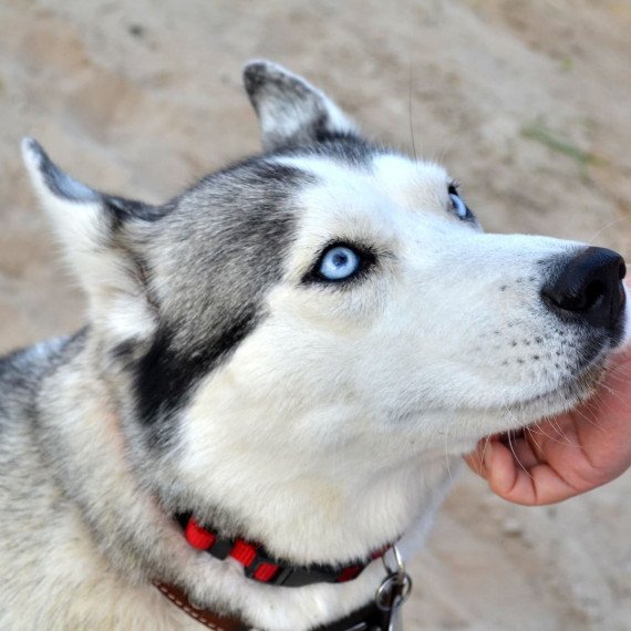 Тур Карельский колорит Рускеала долина водопадов хаски и лисы - изображение 3