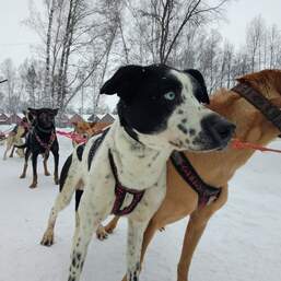Катание на собачьих упряжках
