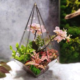 Мастер класс Флорариум с орхидеей