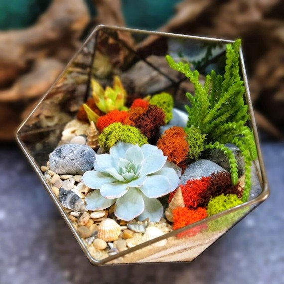 Мастер класс Флорариум с суккулентами - изображение 3 Мастер класс Флорариум с суккулентами - изображение 3