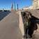 Маршрут по Петербургу: кошачья экскурсия по городу - превью 5