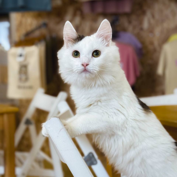 Посещение Котокафе - изображение 3 Посещение Котокафе - изображение 3