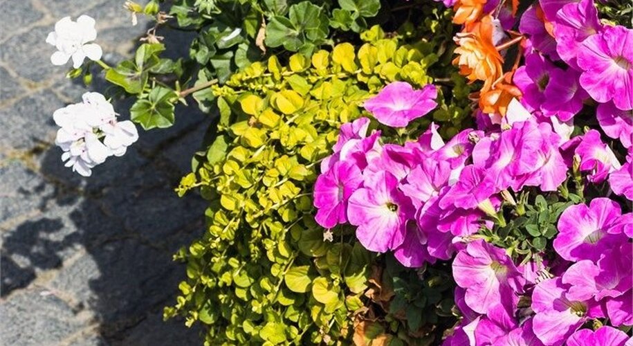  Отель «Трауберг» - Фото 36