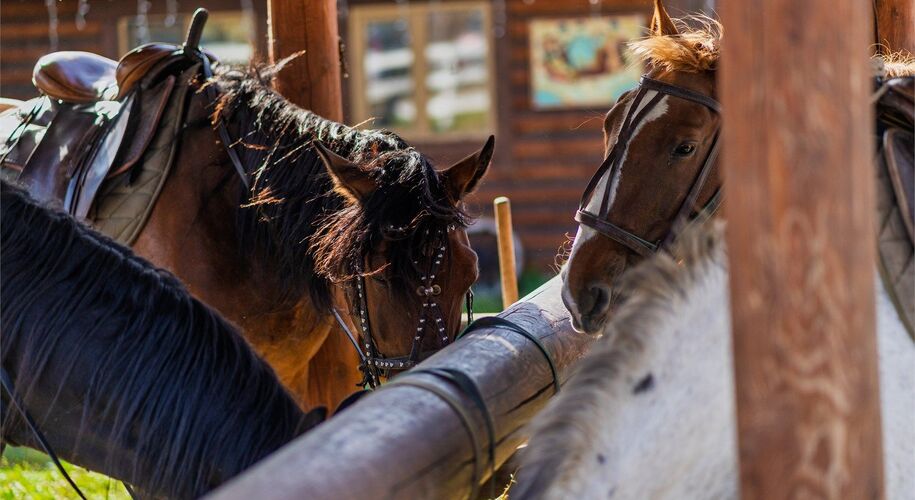  Золото Алтая (Белокуриха) - Фото 31