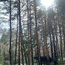 Вино и Сосны - Превью 22