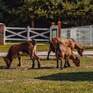  Horseka resort - Превью 12