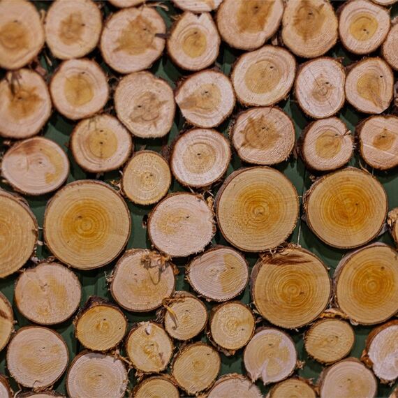 Номер «Сосновый бор». Фото 23