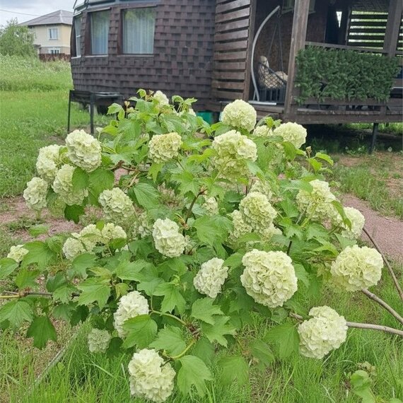Купольный дом 1 (Коробицыно). Фото 2