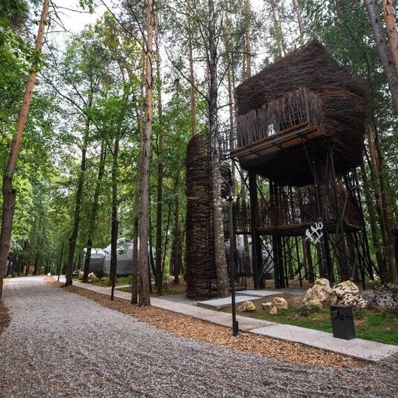 Гнездо на дереве. Фото 9