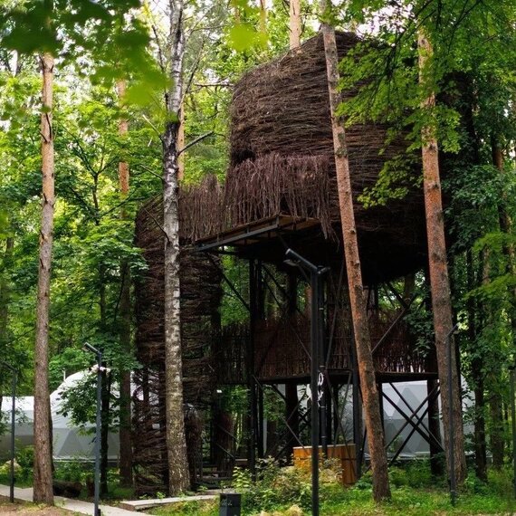 Гнездо на дереве. Фото 10