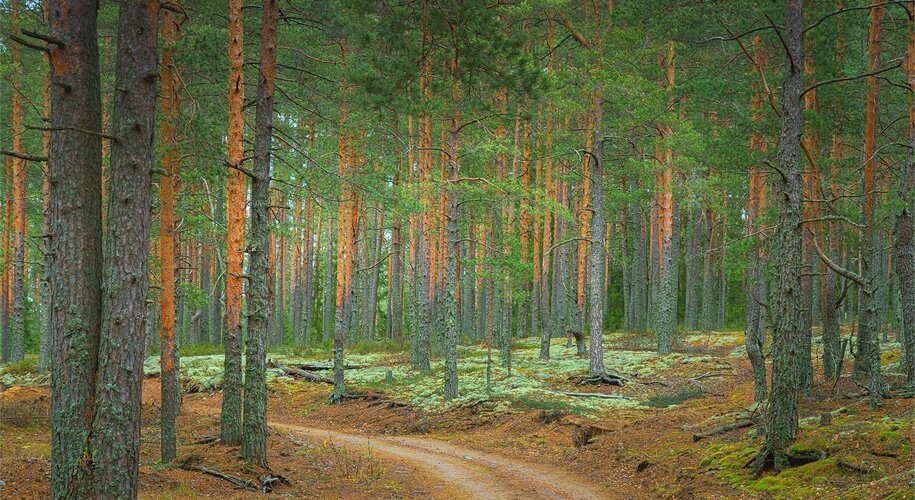 WhiteResort Поляны / Карелия - Фото 10