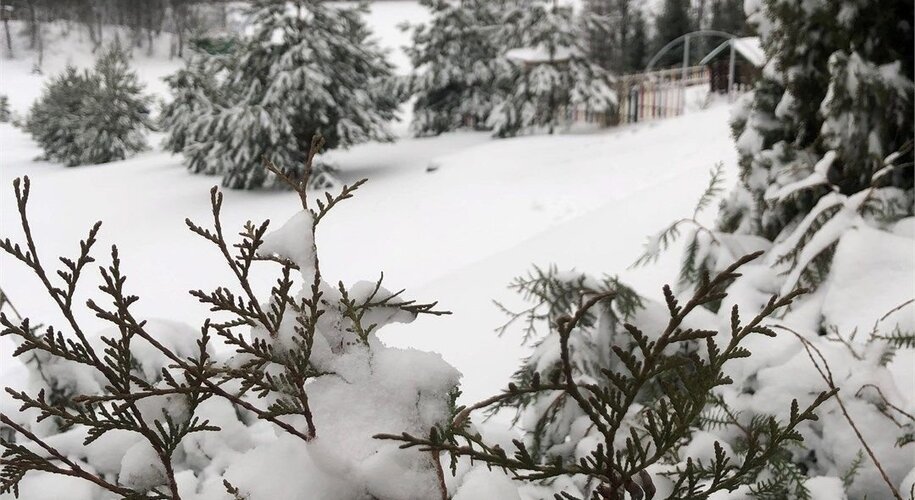 Лесная Гавань - Фото 5