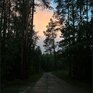 Вино и Сосны - Превью 23